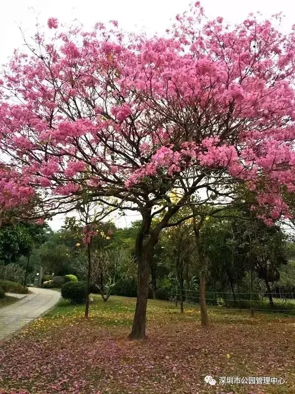 粉花风铃木