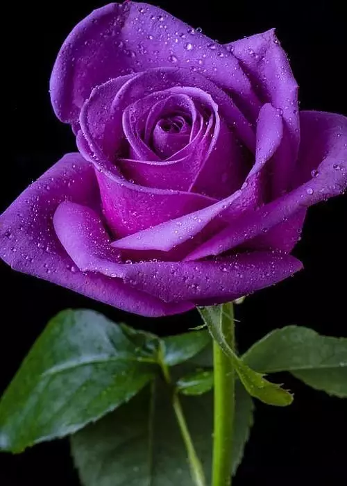 有一种浪漫,叫紫色!
