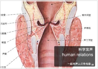 人的发音原理是什么_什么是双性人图片