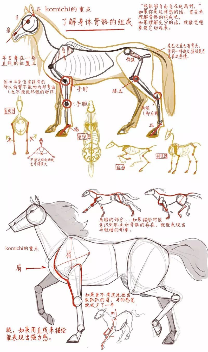 自学绘画,学会马的画法技巧结构剖析,展示马的动态和