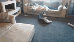 男主人抱着狗狗睡觉，低头一看另一只却……