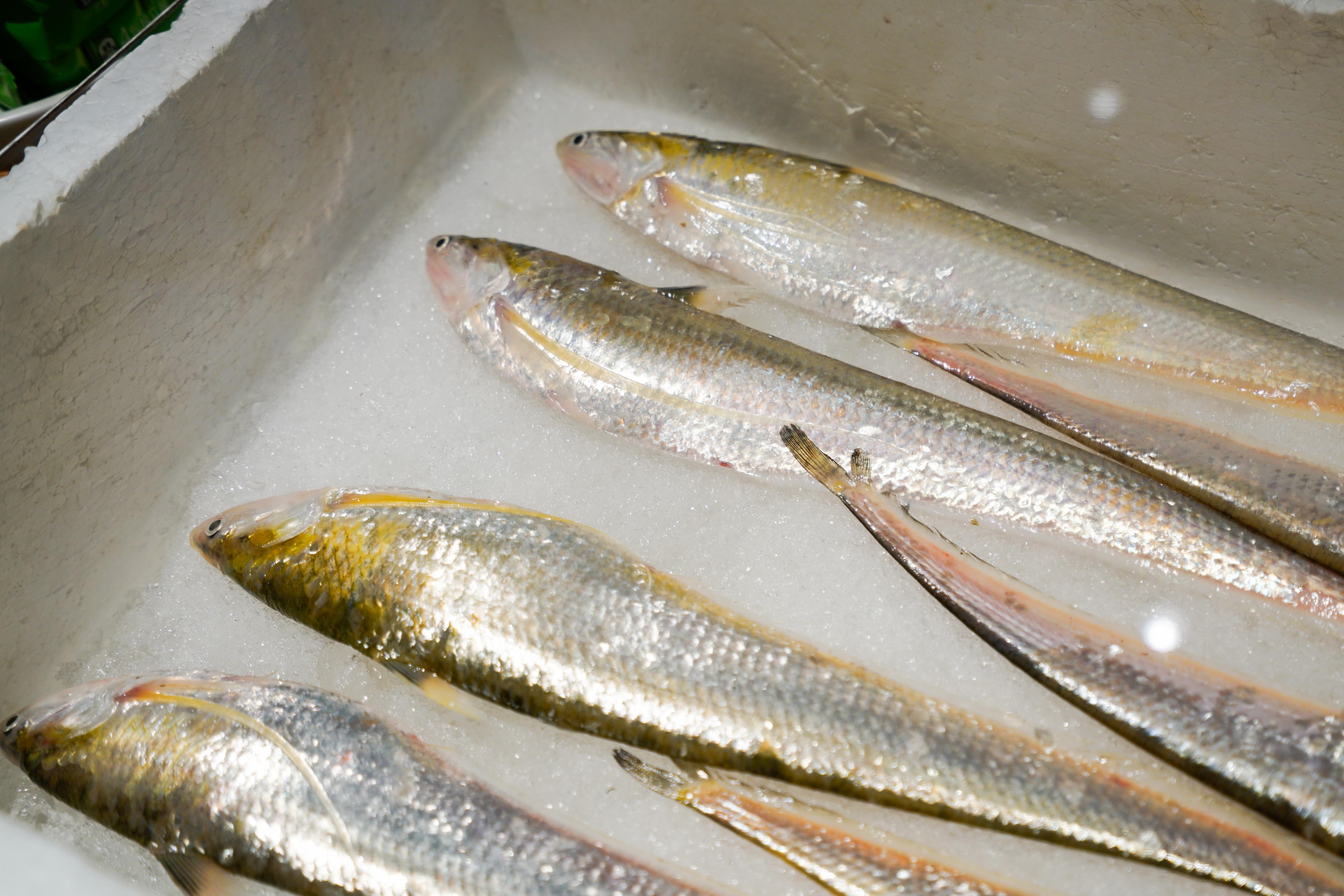 外江野生刀鱼 每条二两五以上 - 江水类 - 原味生活