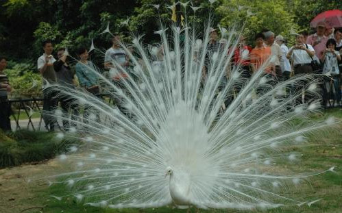 見過動物園的白孔雀嗎 千萬別在繁殖期的孔雀面前放鏡子 雪花新闻