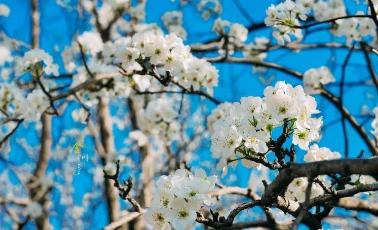 成都周边经典赏花地金川,2018年金川梨花节吃喝玩乐娱全攻略