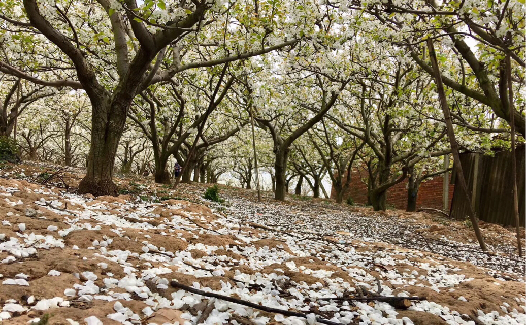 梨花树下梨花醉,银装白雪素馨美.