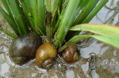 福寿螺侵害造成水稻减产，「毕士大」使用天然生物材料制作药物缓释系统