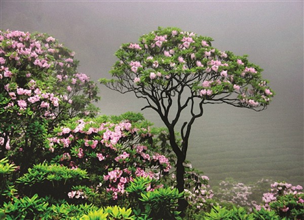 每年5月,这些树龄在400至1000年的杜鹃花树便争相竞放,艳压枝头.