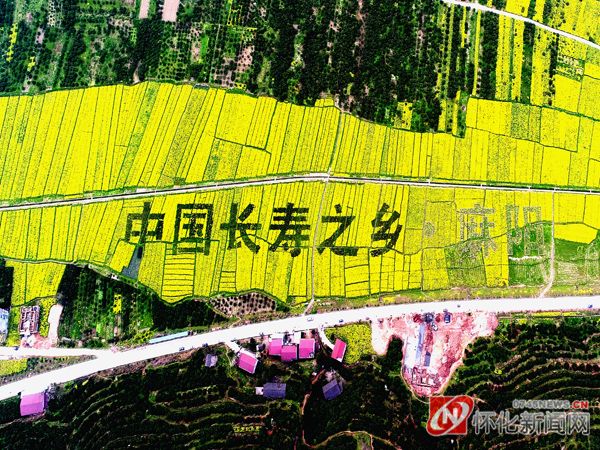 麻阳步云坪油菜基地"中国长寿之乡"名号响