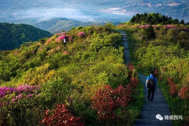 春天近了 哪里的山花即将烂漫 答:西坞街道金峨村!