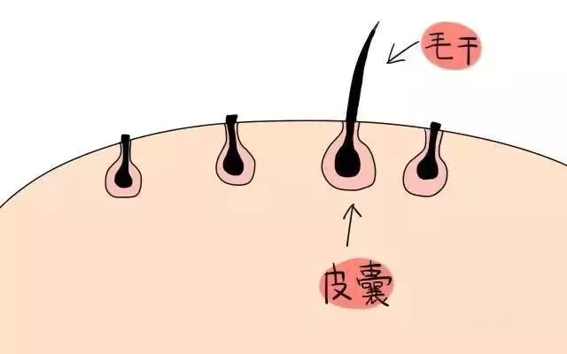 二月二龙抬头,给宝宝剃个"好喜头"