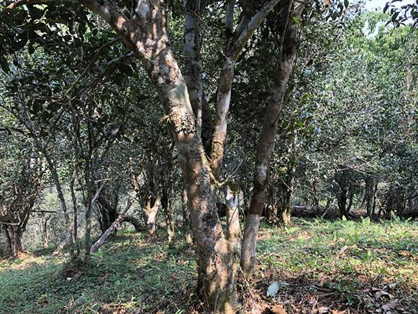 2018说茶网茶山行:倚邦,革登古茶山寻茶记