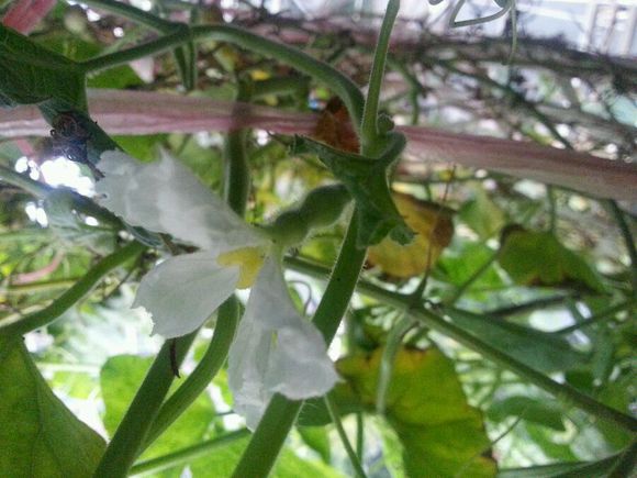 分享手捻葫芦种植过程