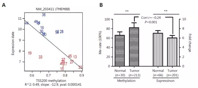 文献解读tmem88启动子甲基化与非小细胞肺癌预后不良的关系研究