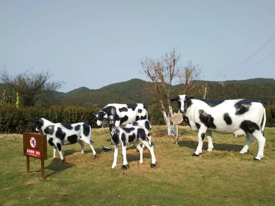 去武夷深山探索,只为让你喝到更放心的奶!