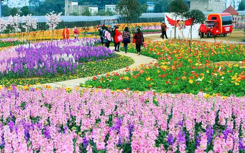 永川最大的花海已经盛放免费的哦