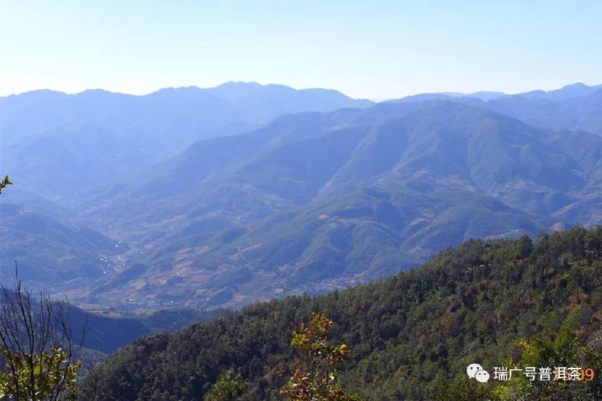 学堂丨第4讲:普洱茶山头之临沧茶区:勐库大叶种的摇篮—大雪山