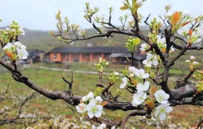 草鞋岭的 桃梨观赏园花开正盛,桃花浪漫,梨花姣白 数万 亩桃梨园一眼