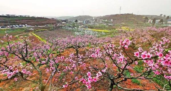 看桃花,去哪里? 龙泉! 怕要遭挤成瘦子哦.