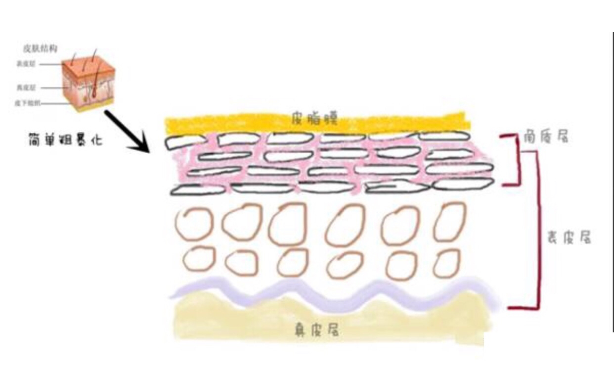 皮肤屏障健康到底有多重要?