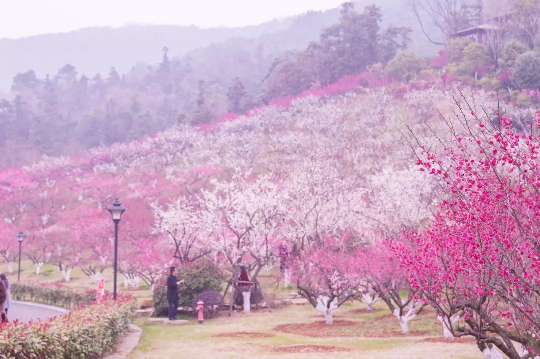 3月桃花开?梅花林里的汉服少女在等你