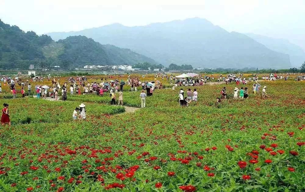 郁金香,风信子,洋水仙,樱花等通济镇路线2:成都——成彭高速/沙西线