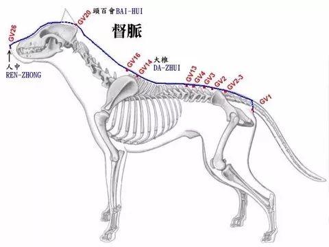 q:小狗狗会得 感冒吗?一般怎么治疗?