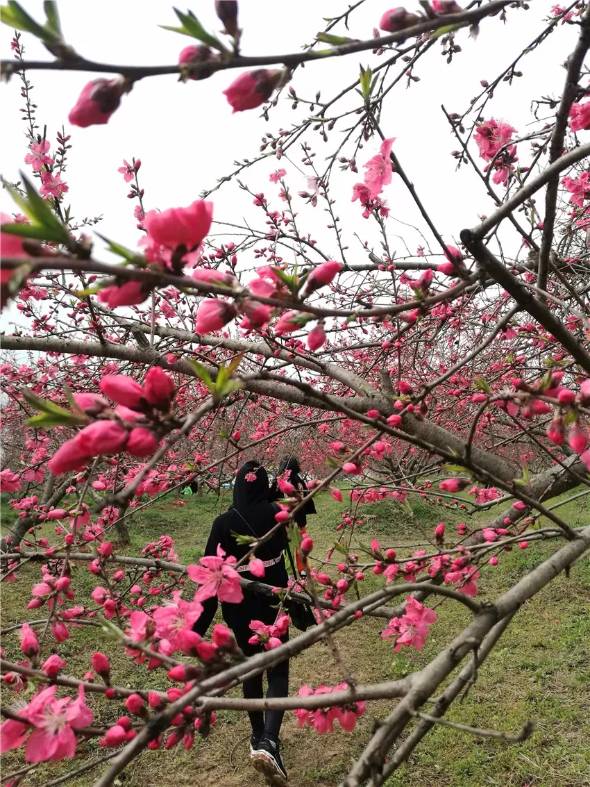 醉美三十岗桃花节与花结缘