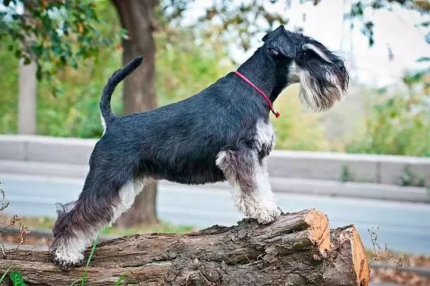 迷你雪纳瑞犬