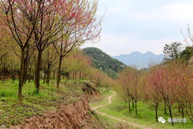 临安这里樱花正烂漫约么一起赏花去