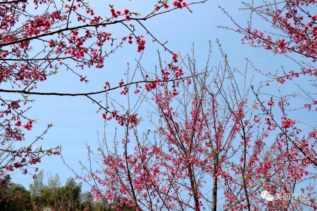 临安这里樱花正烂漫约么一起赏花去