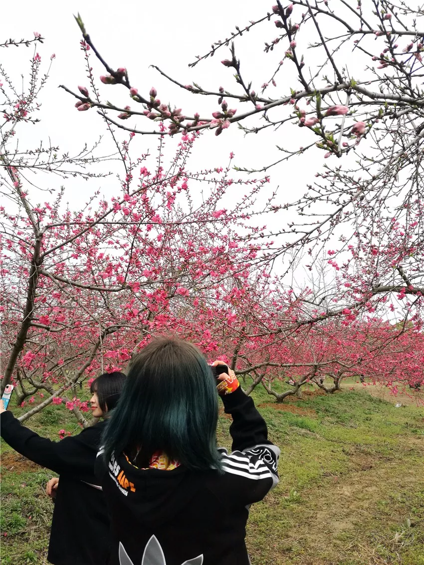 醉美三十岗桃花节,与花结缘