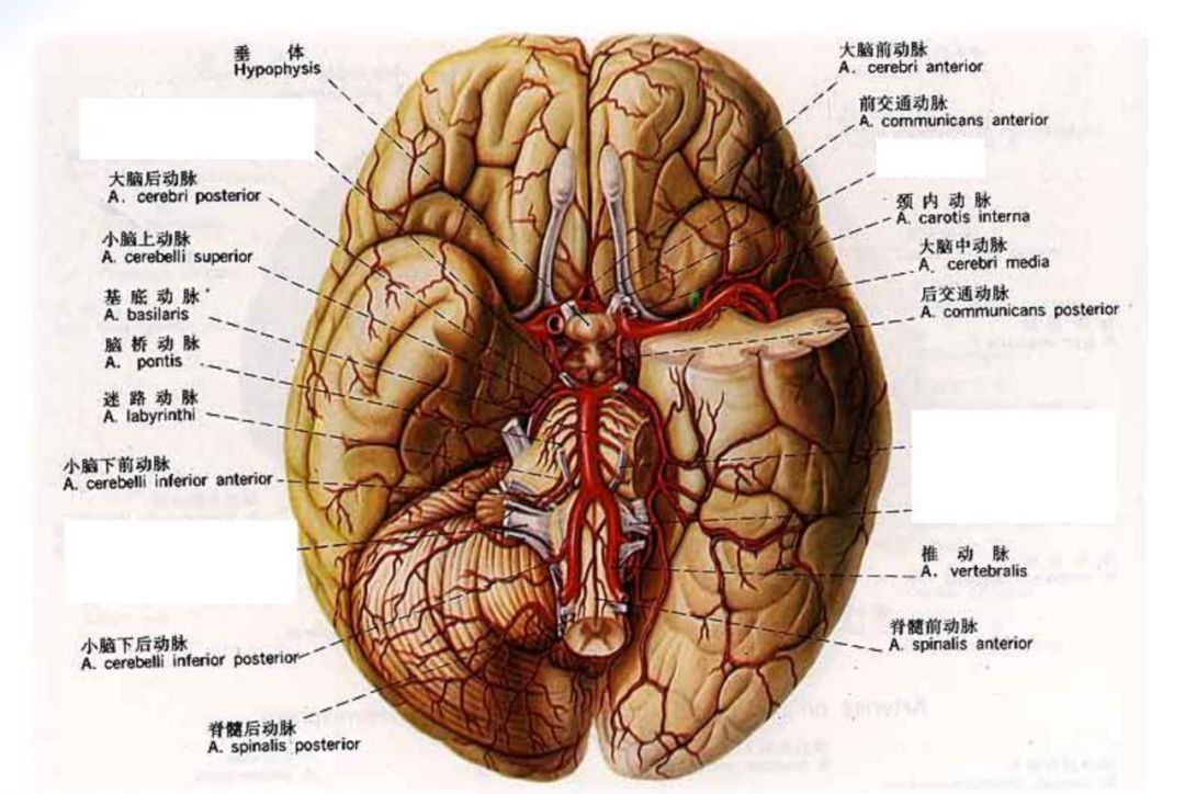 脑的动脉血液供应来自:① 颈内动脉系统;② 椎-基底动脉系统.