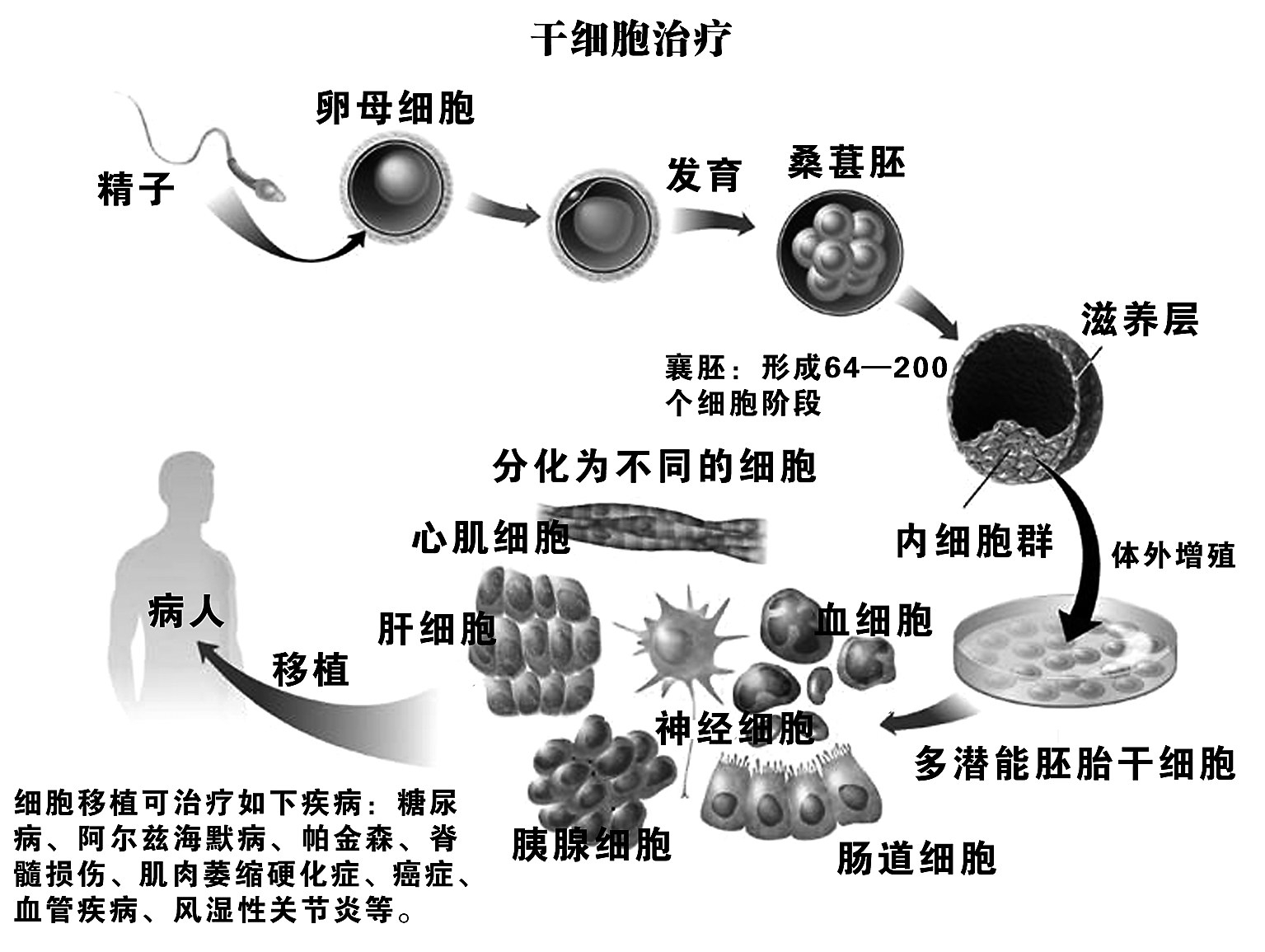 干细胞是如何使受损组织重生的?