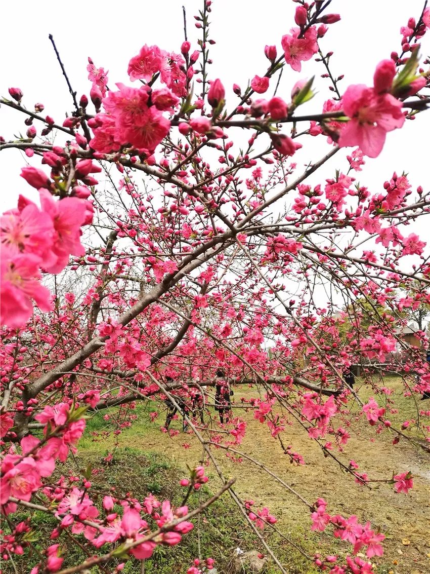 醉美三十岗桃花节与花结缘