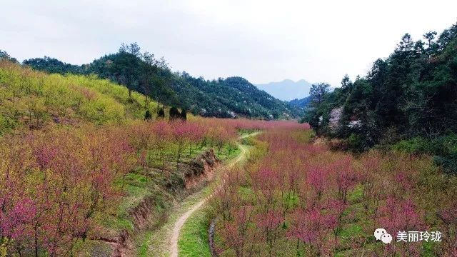 临安这里樱花正烂漫!约么?一起赏花去!