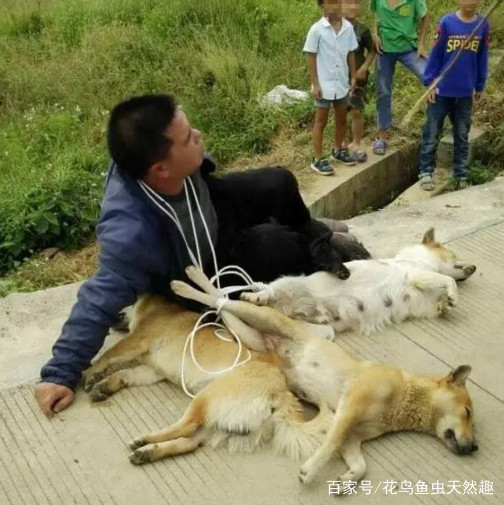 偷狗贼去农村偷狗的下场