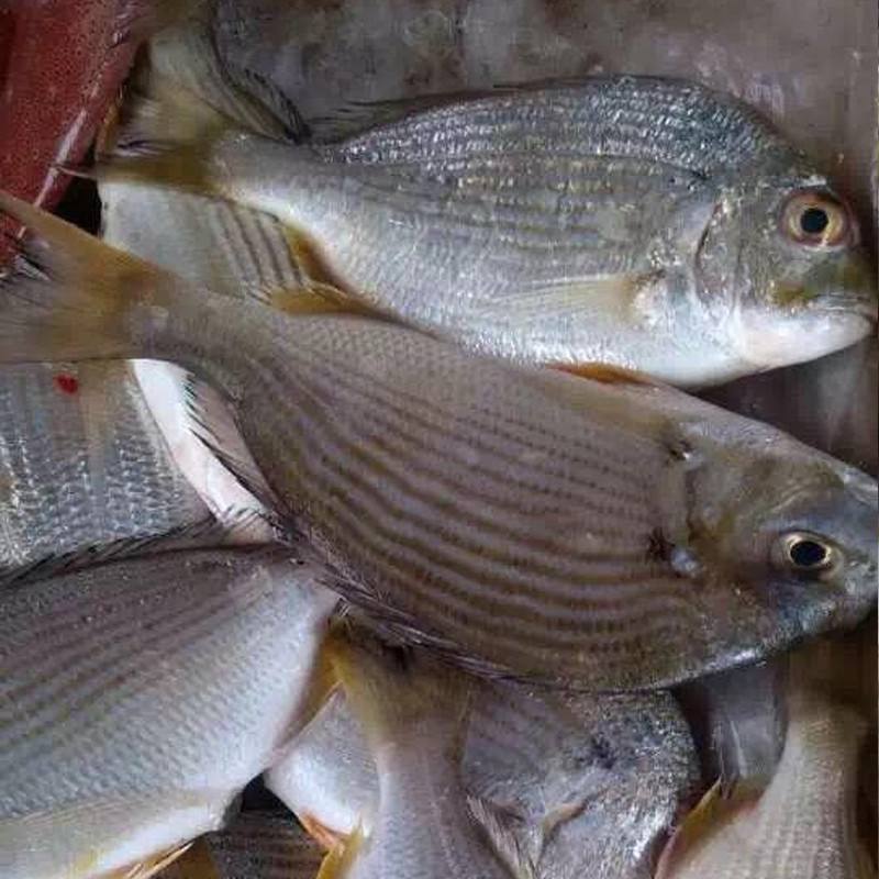 深圳常见的海鲜鱼类有哪些品种,谁有图片和对应的名称