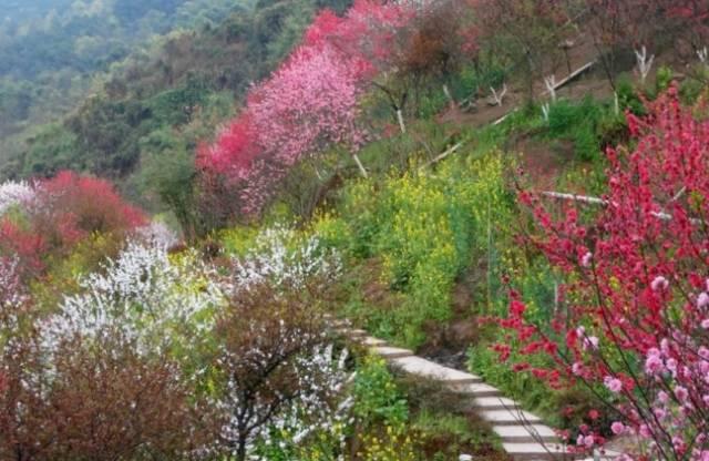 南岸·南山桃花园登高怀古踏春去