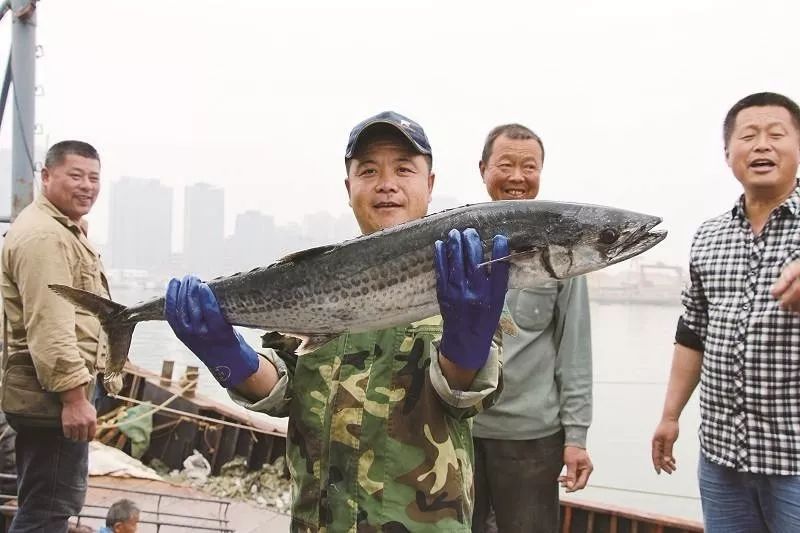 海里马鲛鲳』它的学名叫马鲛鱼山东人是熟悉的不能再熟悉了说到鲅鱼是