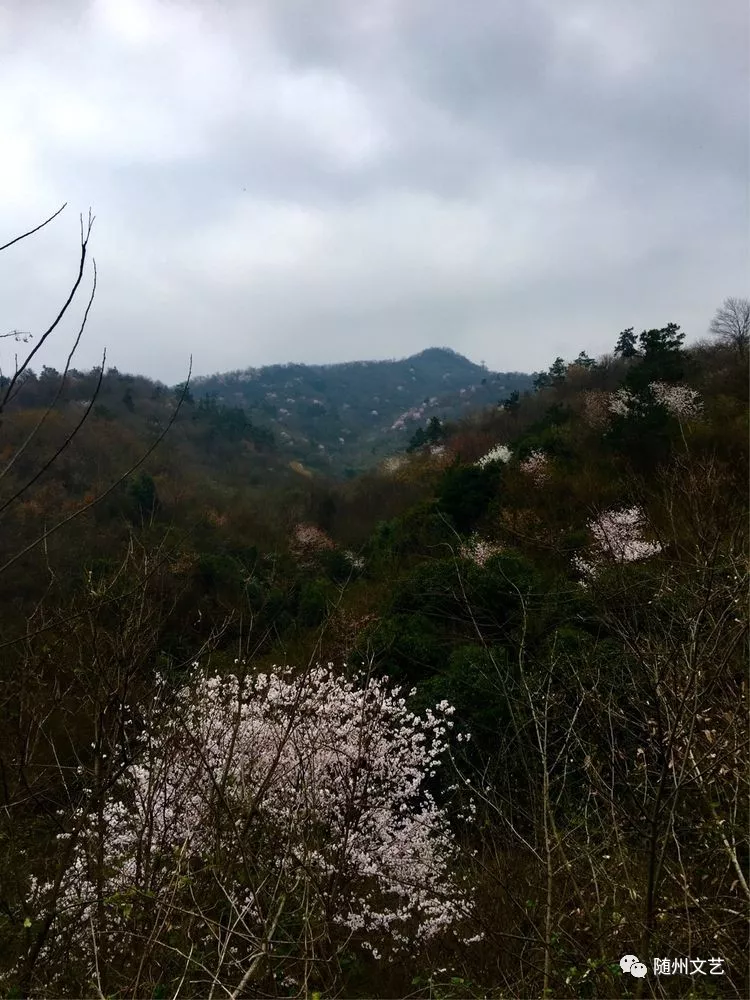 随县柳林镇十九山樱桃沟:樱花之恋