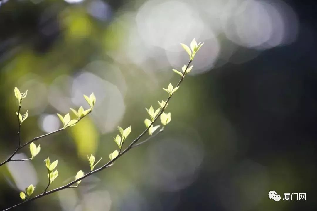 二月二,春种始,不负春光,不负自己