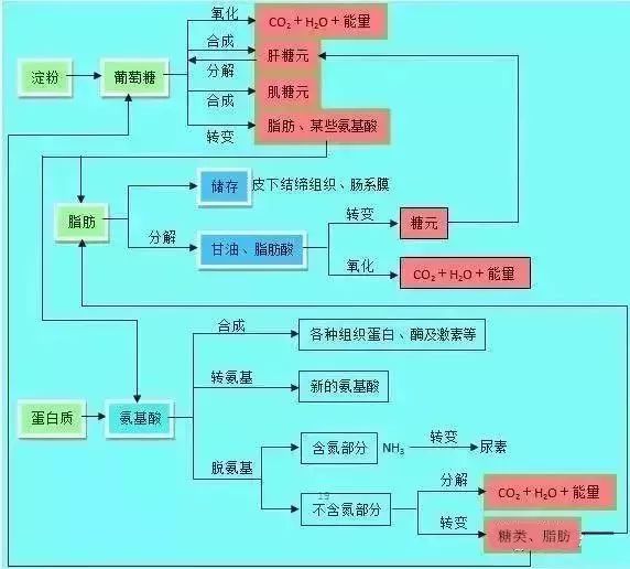 16,有氧呼吸与无氧呼吸的比较