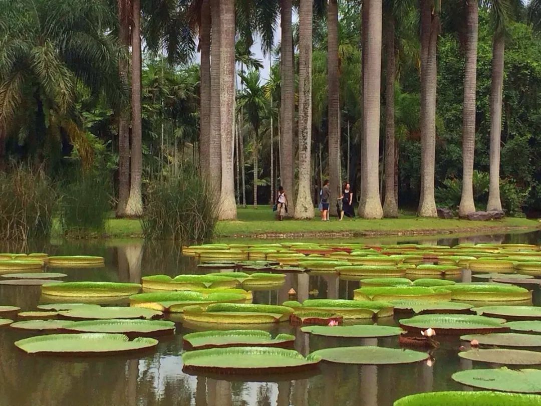 西双版纳还是名副其实的"动物王国"和"植物王国",境内有种类繁多的动