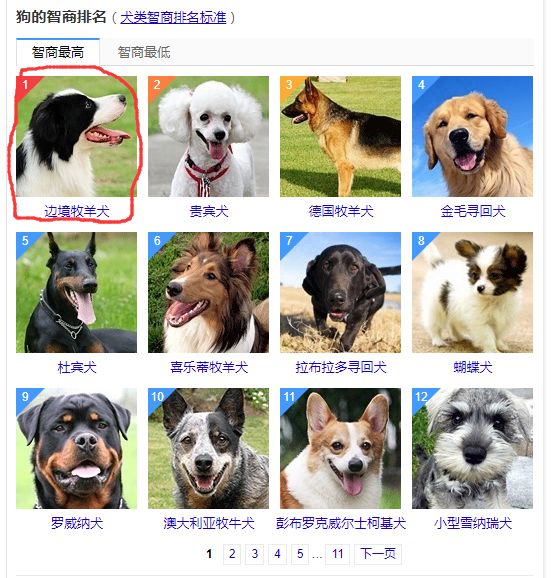 犬类智商排名_犬类品种大全图片