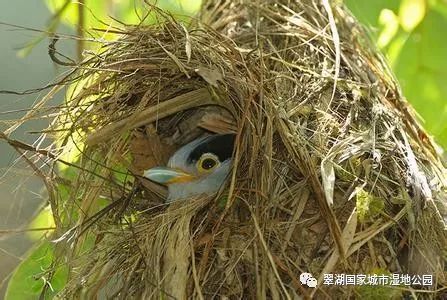 翠湖的鸟儿们已经开始筑巢咯!大家快来强势围观一波!