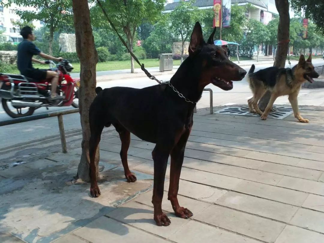 不同人眼中不同的杜宾犬,一起来了解真实杜宾