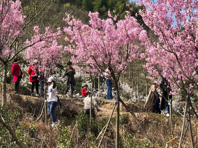 磐安看樱花哪里好?樱花公园和磐安樱花谷的樱花已盛开