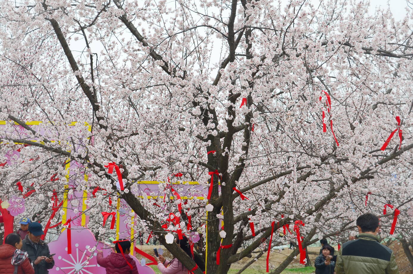 缤纷花季丨踏青赏春 空港新城2018首届杏花摄影旅游节