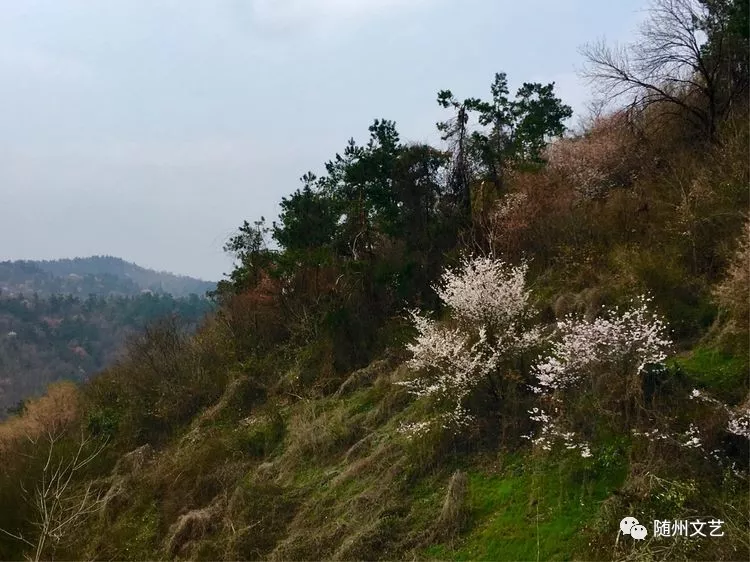 随县柳林镇十九山樱桃沟樱花之恋