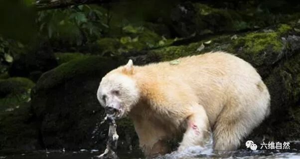 社会 正文  白灵熊并不是白化症造成的全身白色,其白色毛皮是由于该